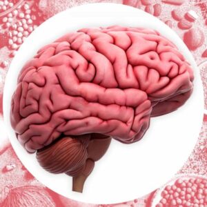 پرخوری از نگاه نوروساینس؛ مغز چگونه اشتها و هوس غذایی را کنترل می کند؟